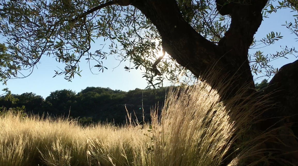 Vincent, toujours à Sigonce…