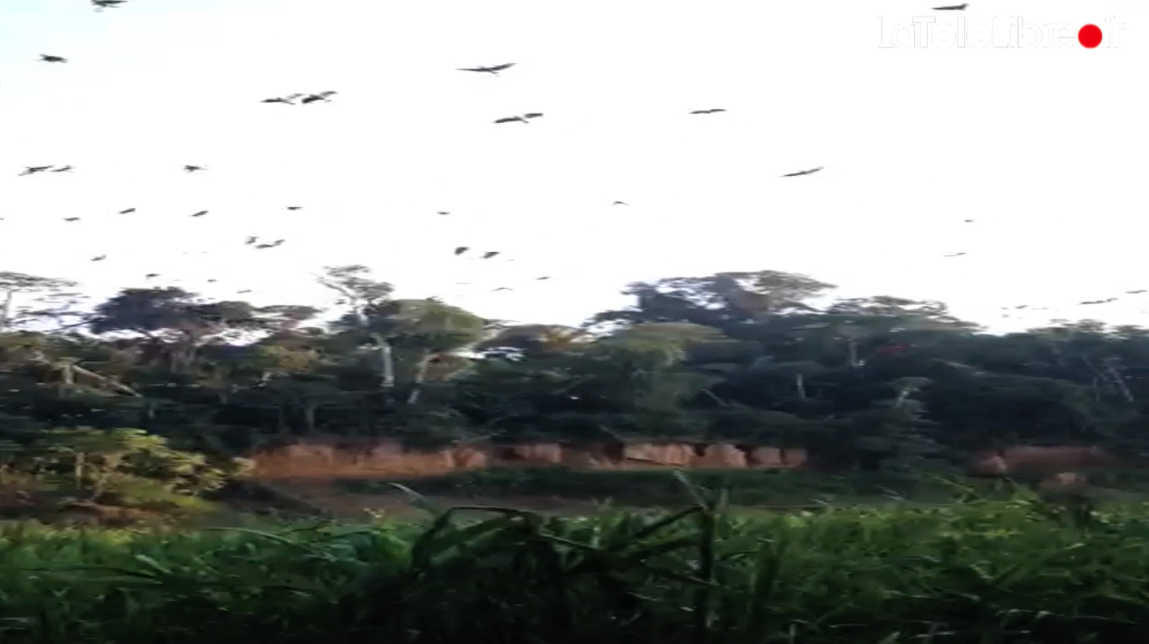 Charlotte en Amazonie